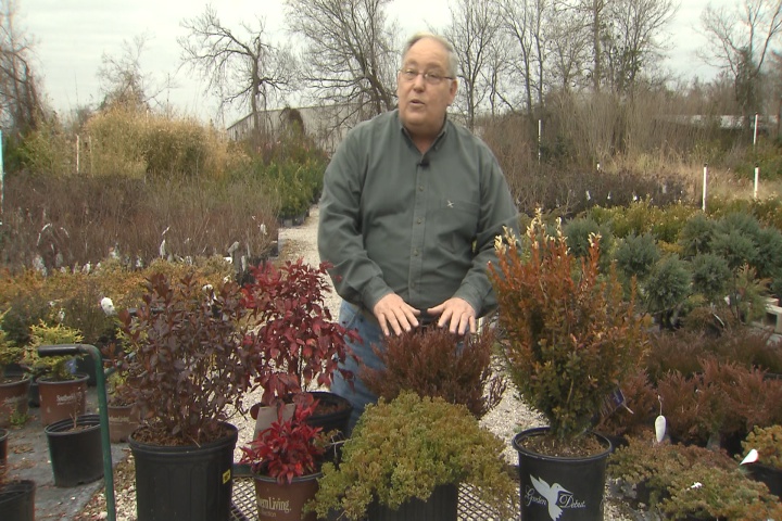 Don’t be alarmed by evergreen color changes 
